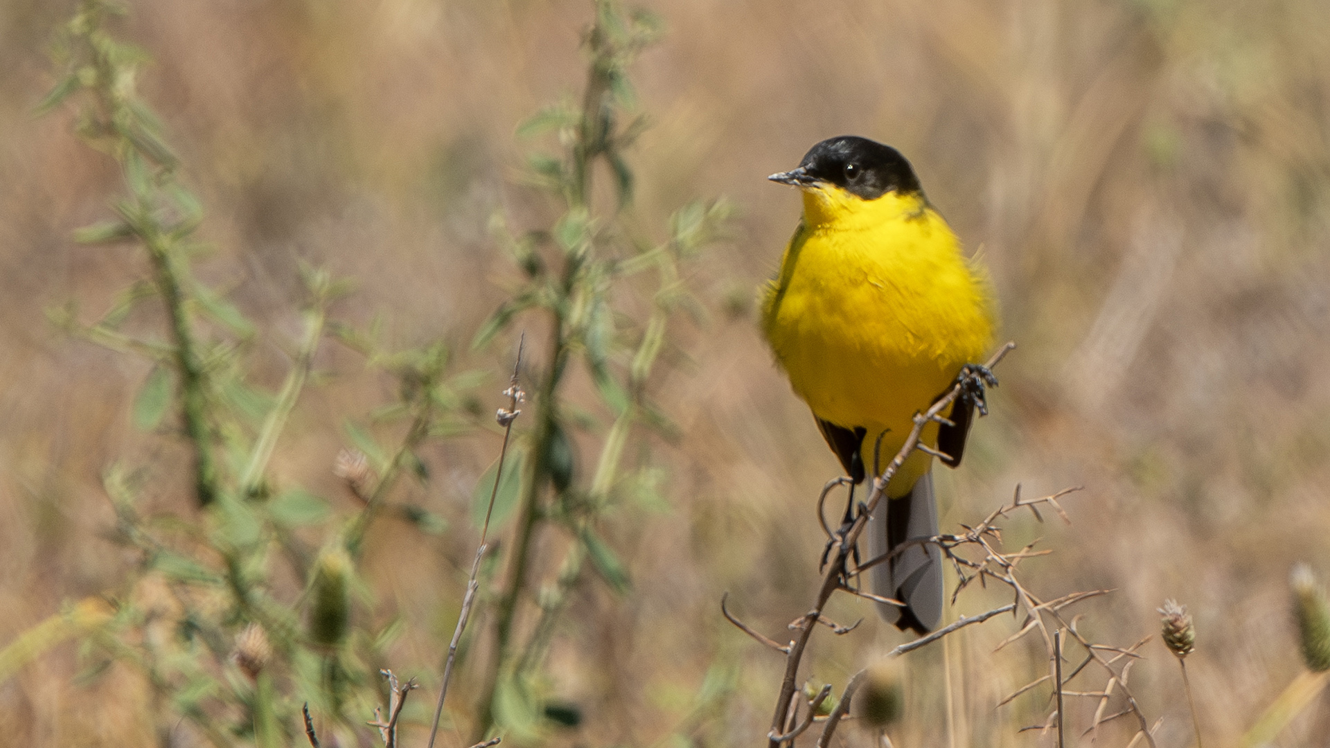 Western Yellow Wagtail